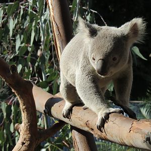 Outback - Koala Exhibits for Male Koalas