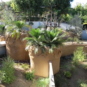 Outback - Koala Exhibits for Male Koalas