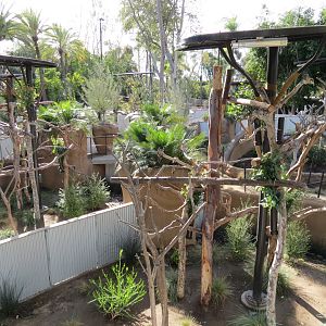 Outback - Koala Exhibits for Male Koalas
