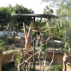 Outback - Koala Exhibits for Male Koalas