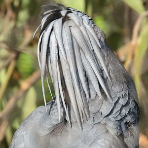 Outback - Aviary - Palm Cockatoo