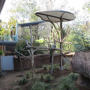 Outback - Koala Exhibit
