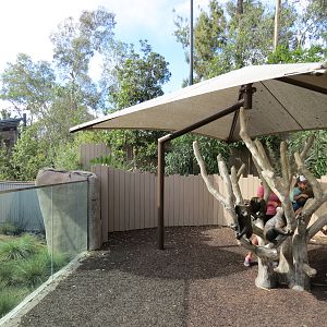Outback - Koala Exhibit and Koala Climber