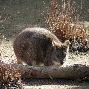 Outback - Koala Exhibits for Female Koalas - Parma Wallaby