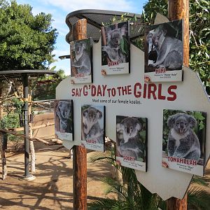 Outback - Koala Exhibits for Female Koalas - Sign