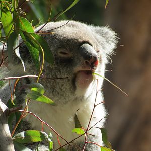 Outback - Koala Exhibits for Female Koalas