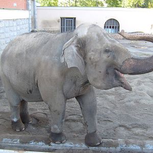 So long, and thanks for all the bananas!