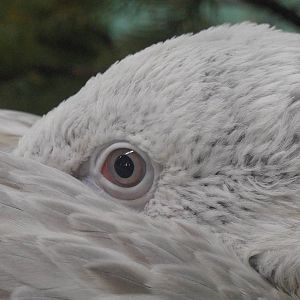 Juvenile Dalmatian pelican