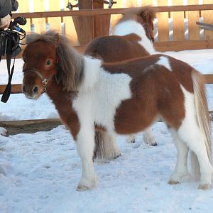 Interview with a miniature horse