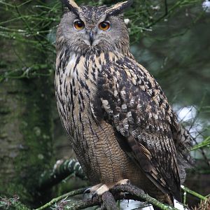 Eurasian Eagle Owl