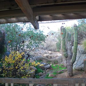 2013-12-19 SDZSP Harris Hawk