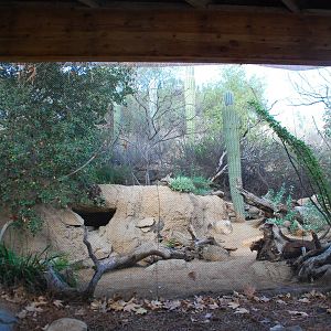 2013-12-19 SDZSP Burrowing Owl