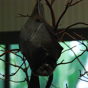 2013-12-19 SDZSP Rodriguez Flying Fox