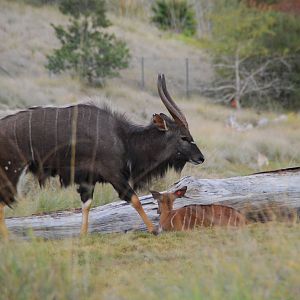 2013-12-19 SDZSP Nyala and Cavendish's? Dik Dik