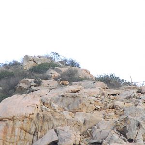 2013-12-19 SDZSP Nubian Ibex