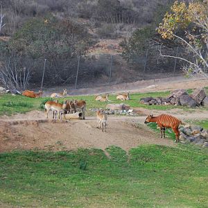 2013-12-19 SDZSP Red Lechwe and Bongo