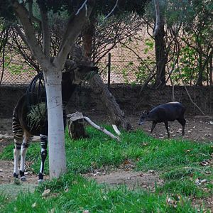 2013-12-19 SDZSP Okapi and Yellow-backed Duiker