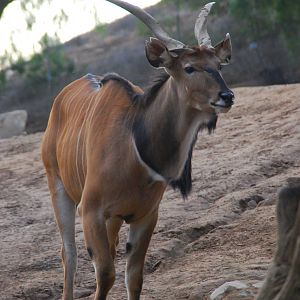 2013-12-19 SDZSP Giant Eland