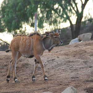 2013-12-19 SDZSP Baby Giant Eland