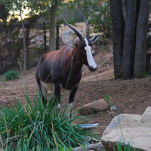 2013-12-19 SDZSP Bontebok