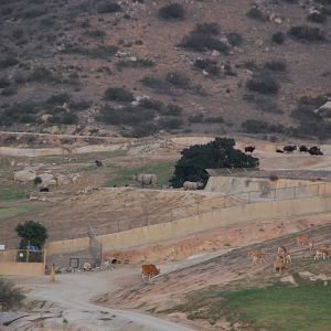 2013-12-19 SDZSP Central Asia and Asian Plains