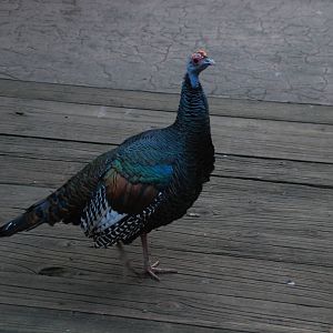 2013-12-19 SDZSP Ocellated Turkey