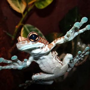 Phrynohyas resinifictrix