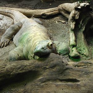 Komodo Dragon
