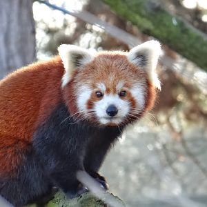 Ailurus fulgens