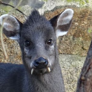 Elaphodus cephalophus