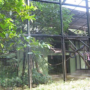 cage for siamang (Symphalangus syndactylus)