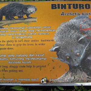 binturong signage