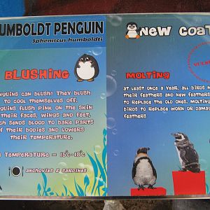 signage for Humboldts penguins (Spheniscus humboldti)
