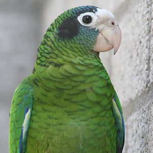 Hispaniolan Amazon (Amazona ventralis) June 2009