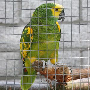 Amazon Parrot ID please