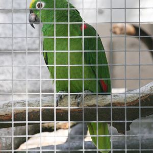Amazon Parrot ID please