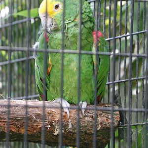 Yellow-crowned Amazon subspecies ID please
