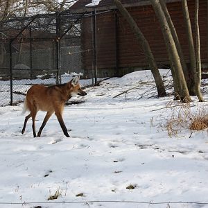 Maned Wolf in the Snow
