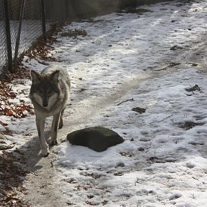 WOLF- Mexican Wolf in the Snow