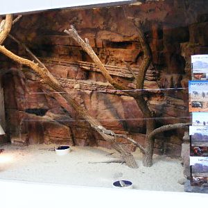 2013-09 Schmiding more or less australian lizards tank