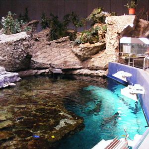 2013-09 Schmiding shark reef