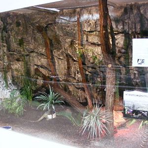 2013-09 Schmiding Hydrosaurus amboinensis enclosure