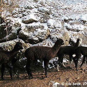 Alpacas at Zoo Hellbrunn Salzburg