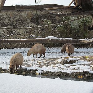 Capybaras at Zoo Hellbrunn Salzburg