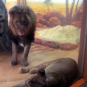 Lions at Zoo Hellbrunn Salzburg