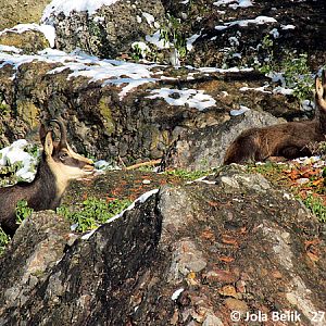 Chamois at Zoo Hellbrunn Salzburg