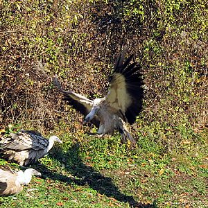 Griffon vultures at Zoo Hellbrunn Salzburg