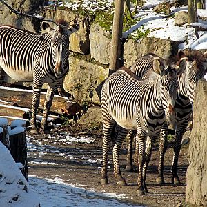 Grevy zebras at Zoo Hellbrunn Salzburg