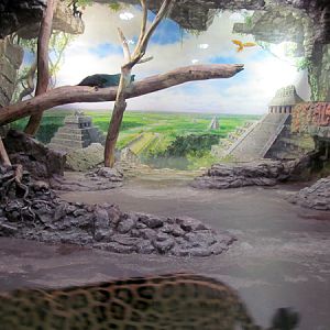 New Jaguar House at Zoo Hellbrunn Salzburg