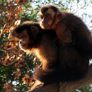Capuchin monkeys at Zoo Hellbrunn Salzburg